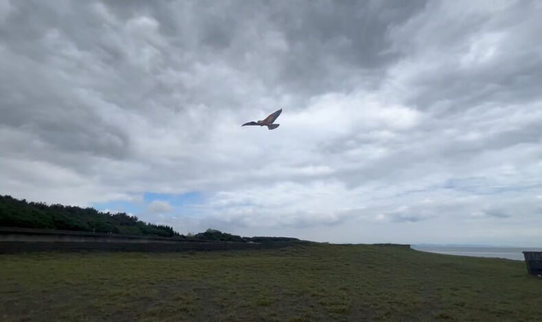 動画サムネイル